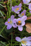 Early Crocus (Crocus tommasinianus)