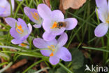 Early Crocus (Crocus tommasinianus)