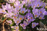 Early Crocus (Crocus tommasinianus)