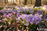 Early Crocus (Crocus tommasinianus)