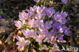 Early Crocus (Crocus tommasinianus)