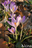 Early Crocus (Crocus tommasinianus)