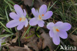 Early Crocus (Crocus tommasinianus)