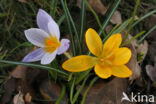 Krokus (Crocus spec.)