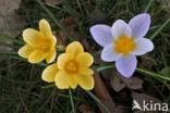 Krokus (Crocus spec.)