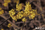 Gele kornoelje (Cornus mas)