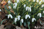 Sneeuwklokje (Galanthus spec.)