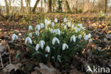 Snowdrop (Galanthus spec.)