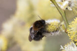 Boomhommel (Bombus hypnorum)