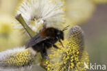 Boomhommel (Bombus hypnorum)