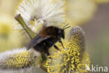 Boomhommel (Bombus hypnorum)