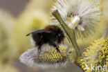 Boomhommel (Bombus hypnorum)