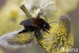 Boomhommel (Bombus hypnorum)