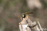 Franse Veldwesp (Polistes dominulus)