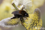 Boomhommel (Bombus hypnorum)