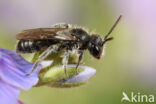 Groene zandbij (Andrena viridescens)