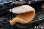 Oranje oesterzwam (Phyllotopsis nidulans)