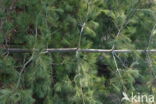 Weymouthden (Pinus strobus)