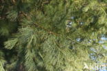 Weymouthden (Pinus strobus)