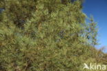 Maritime Pine (Pinus pinaster)