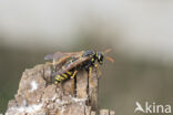 Franse Veldwesp (Polistes dominulus)