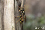 Franse Veldwesp (Polistes dominulus)