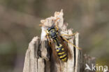 Franse Veldwesp (Polistes dominulus)