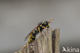 Franse Veldwesp (Polistes dominulus)