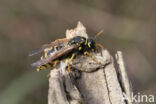 Franse Veldwesp (Polistes dominulus)