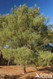 Zeeden (Pinus pinaster)