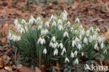 Common Snowdrop (Galanthus nivalis)