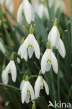 Common Snowdrop (Galanthus nivalis)