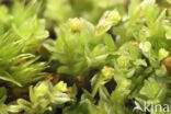 Pellucid Four-tooth Moss (Tetraphis pellucida)