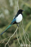 Black-billed Magpie (Pica pica)