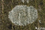 Witte schotelkorst (Lecanora chlarotera)