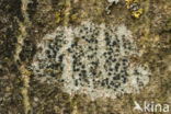 Disk lichen (Lecidella elaeochroma)