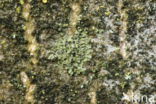Dun schaduwmos (Hyperphyscia adglutinata)