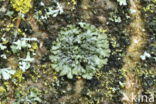 Rond schaduwmos (Phaeophyscia orbicularis)