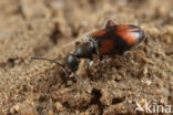 Anthicus antherinus
