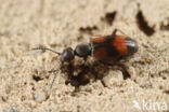 Anthicus antherinus
