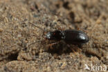 Geelpootpriempje (Bembidion gilvipes)