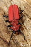 Vermiljoenkever (Cucujus cinnaberinus)