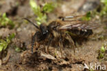 Andrena trimmerana