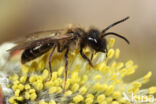 Andrena trimmerana