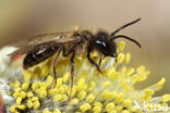 Andrena trimmerana