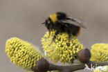 Weidehommel (Bombus pratorum)