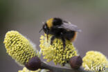 Weidehommel (Bombus pratorum)