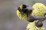 Weidehommel (Bombus pratorum)