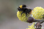 Weidehommel (Bombus pratorum)