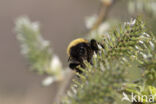 heath bumblebee (Bombus jonellus)